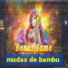 mudas de bambu